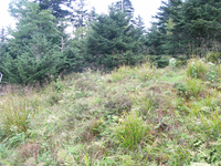 GRSM Accuracy Assessment. Plot Code: GRSM_AA_0781_3