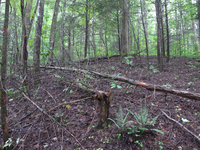 GRSM Accuracy Assessment. Plot Code: GRSM_AA_0538_5