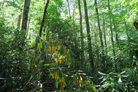 GRSM Accuracy Assessment. Plot Code: GRSM_AA_0941_6