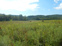 GRSM Accuracy Assessment. Plot Code: GRSM_AA_0585_5