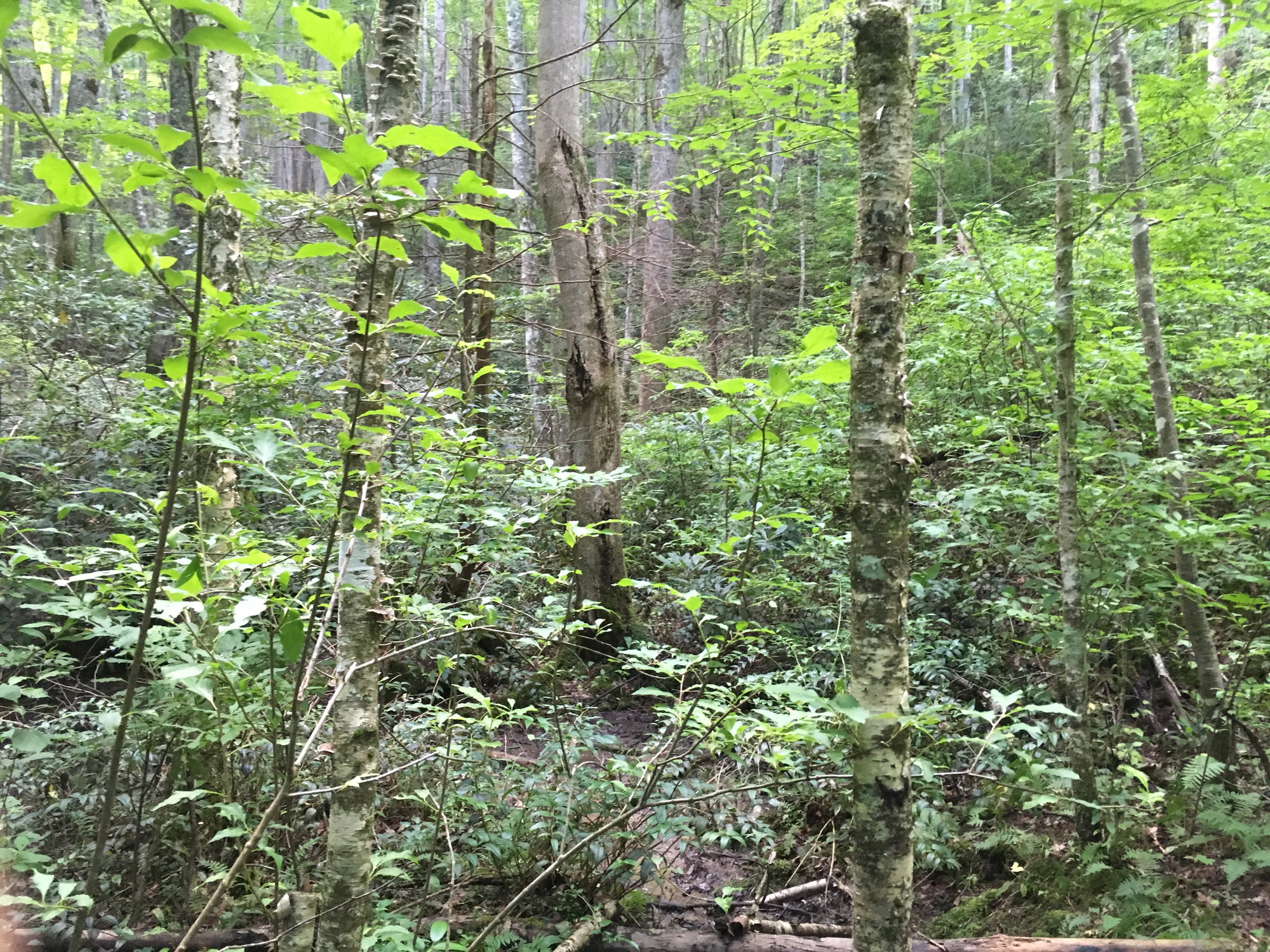 Plot Code: GRSM_AA_0654_4