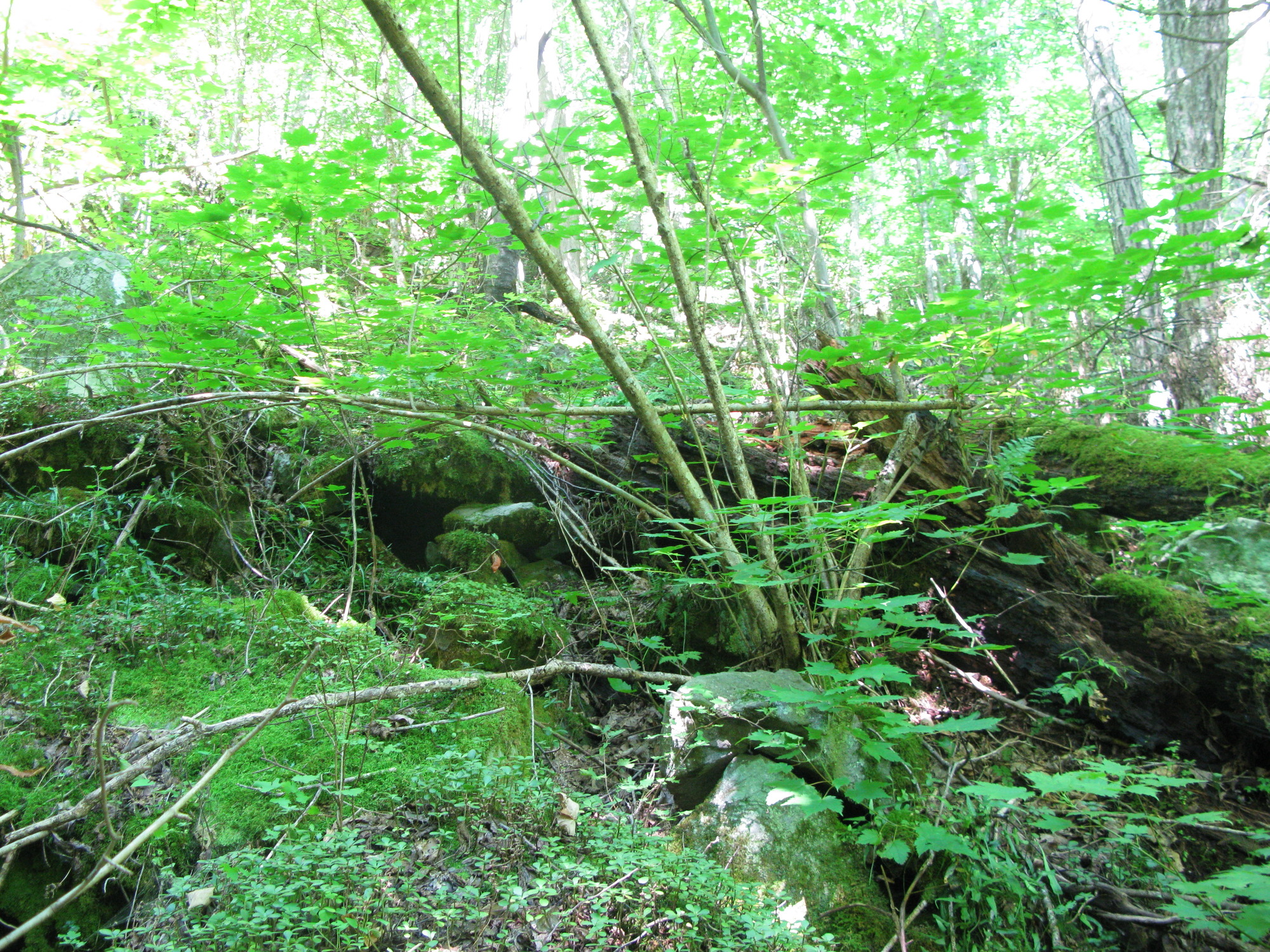 GRSM Accuracy Assessment. Plot Code: GRSM_AA_0204_5