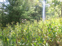 GRSM Accuracy Assessment. Plot Code: GRSM_AA_0964_4