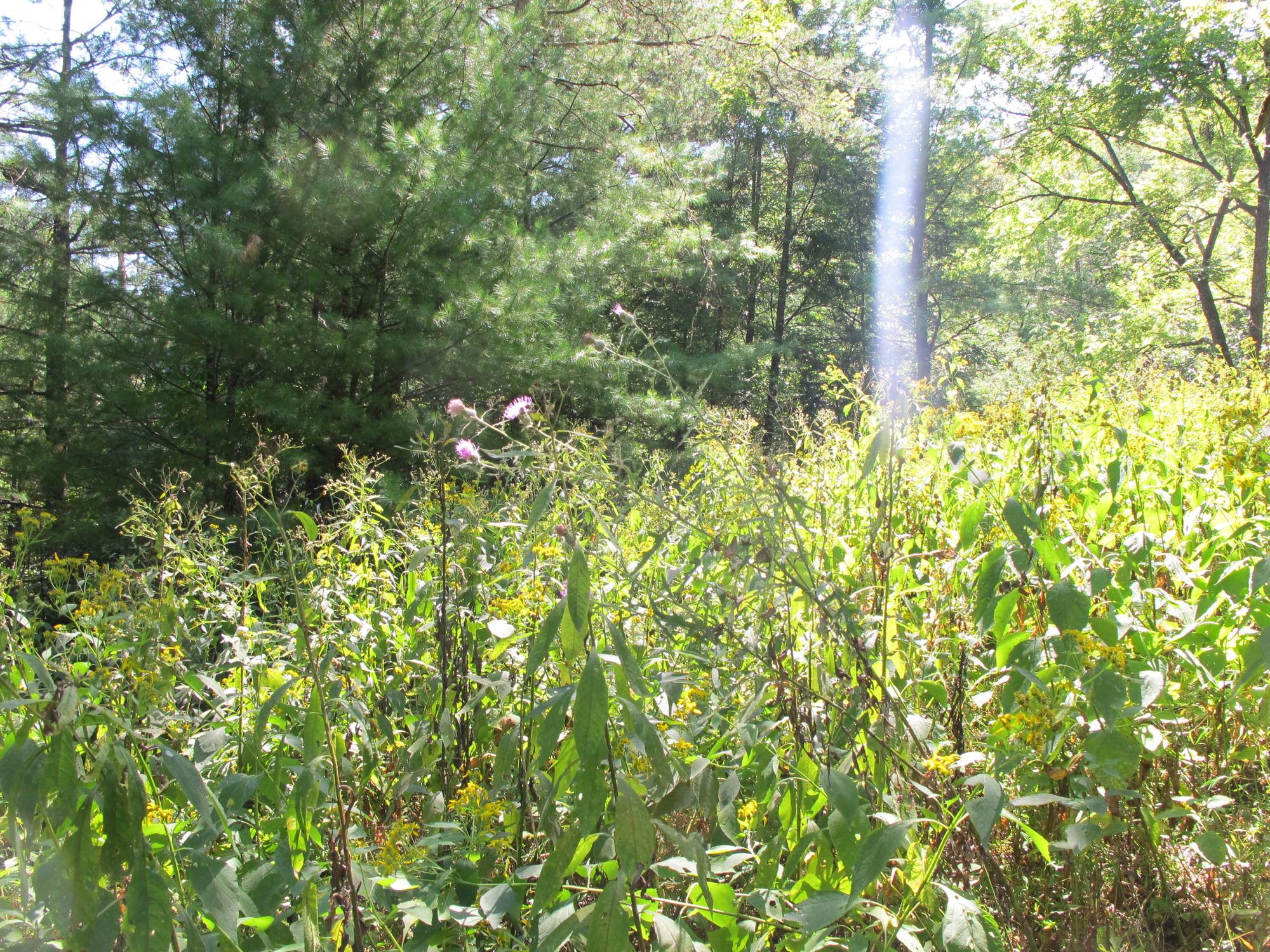 GRSM Accuracy Assessment. Plot Code: GRSM_AA_0964_4