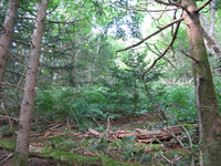 GRSM Accuracy Assessment. Plot Code: GRSM_AA_0892_2