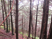 GRSM Accuracy Assessment. Plot Code: GRSM_AA_0009_4