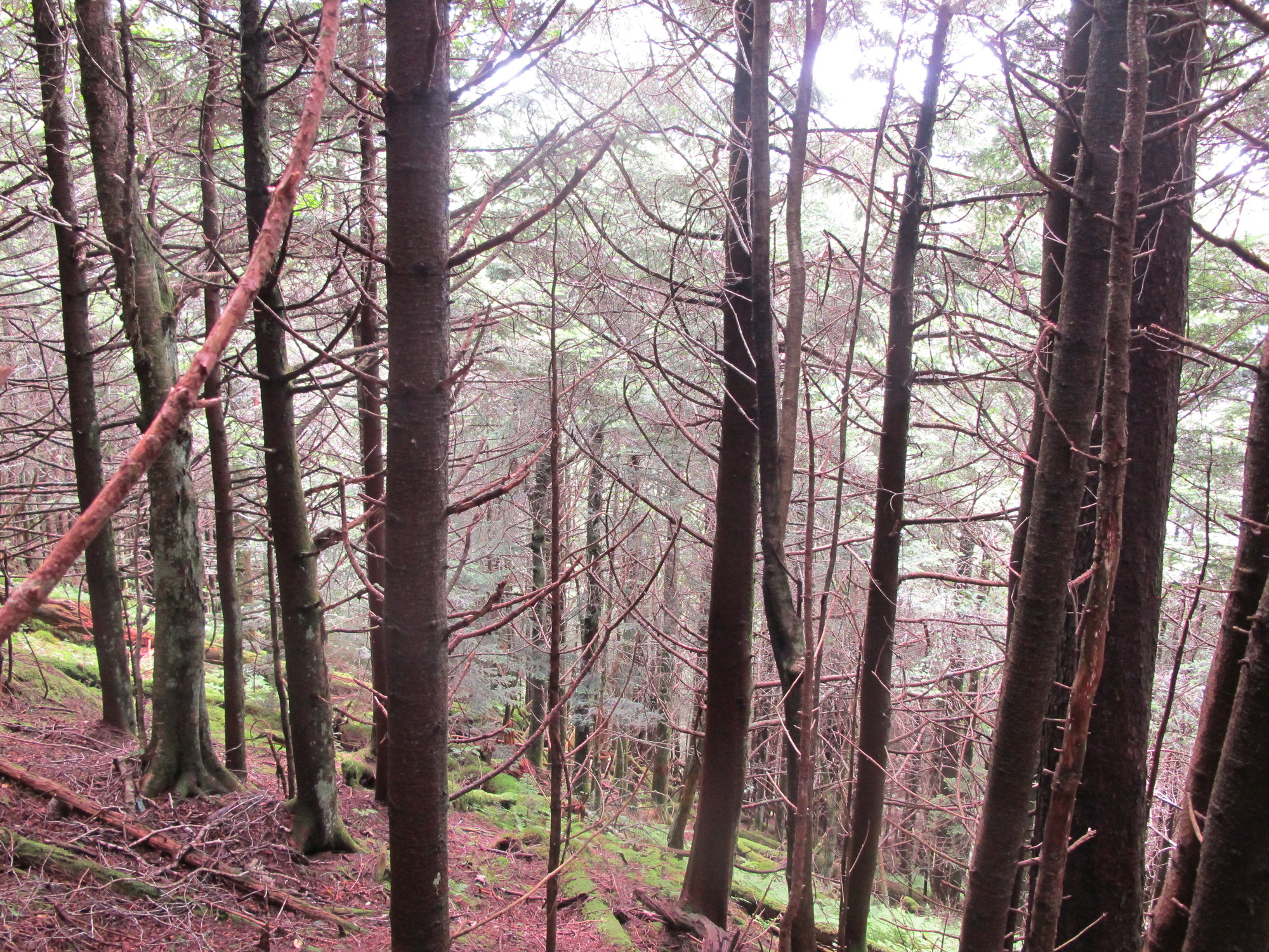 GRSM Accuracy Assessment. Plot Code: GRSM_AA_0009_4