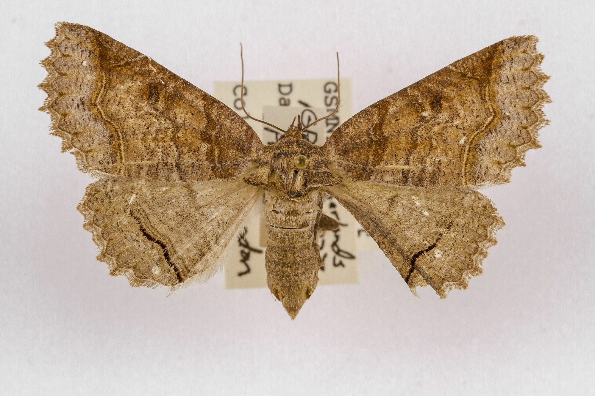 Image of Zale unilineata, a species of Animalia