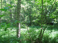 GRSM Accuracy Assessment. Plot Code: GRSM_AA_0012_3