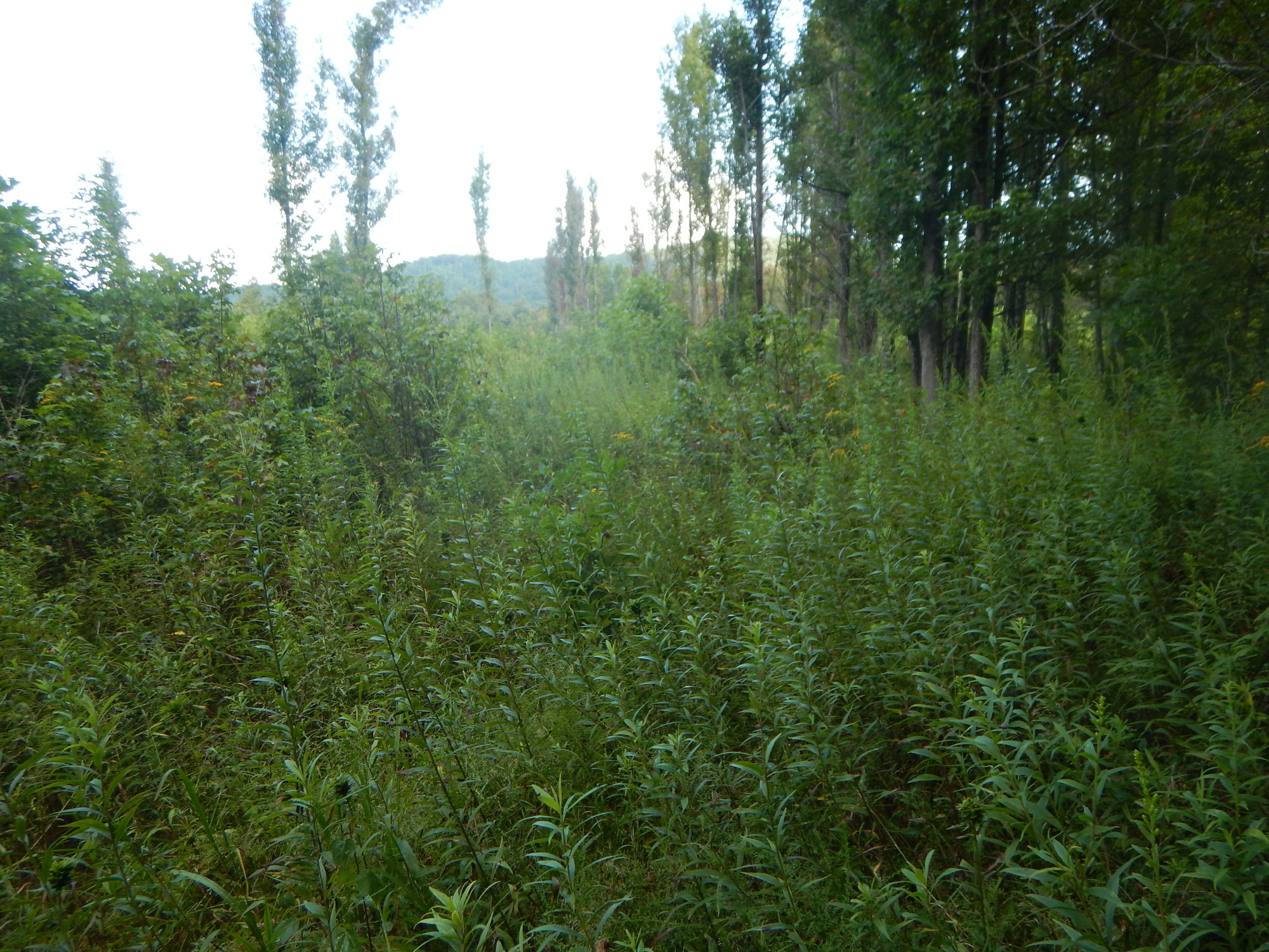 GRSM Accuracy Assessment. Plot Code: GRSM_AA_0708_6