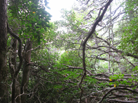 GRSM Accuracy Assessment. Plot Code: GRSM_AA_0894_6