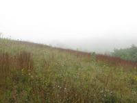 GRSM Accuracy Assessment. Plot Code: GRSM_AA_0096_6