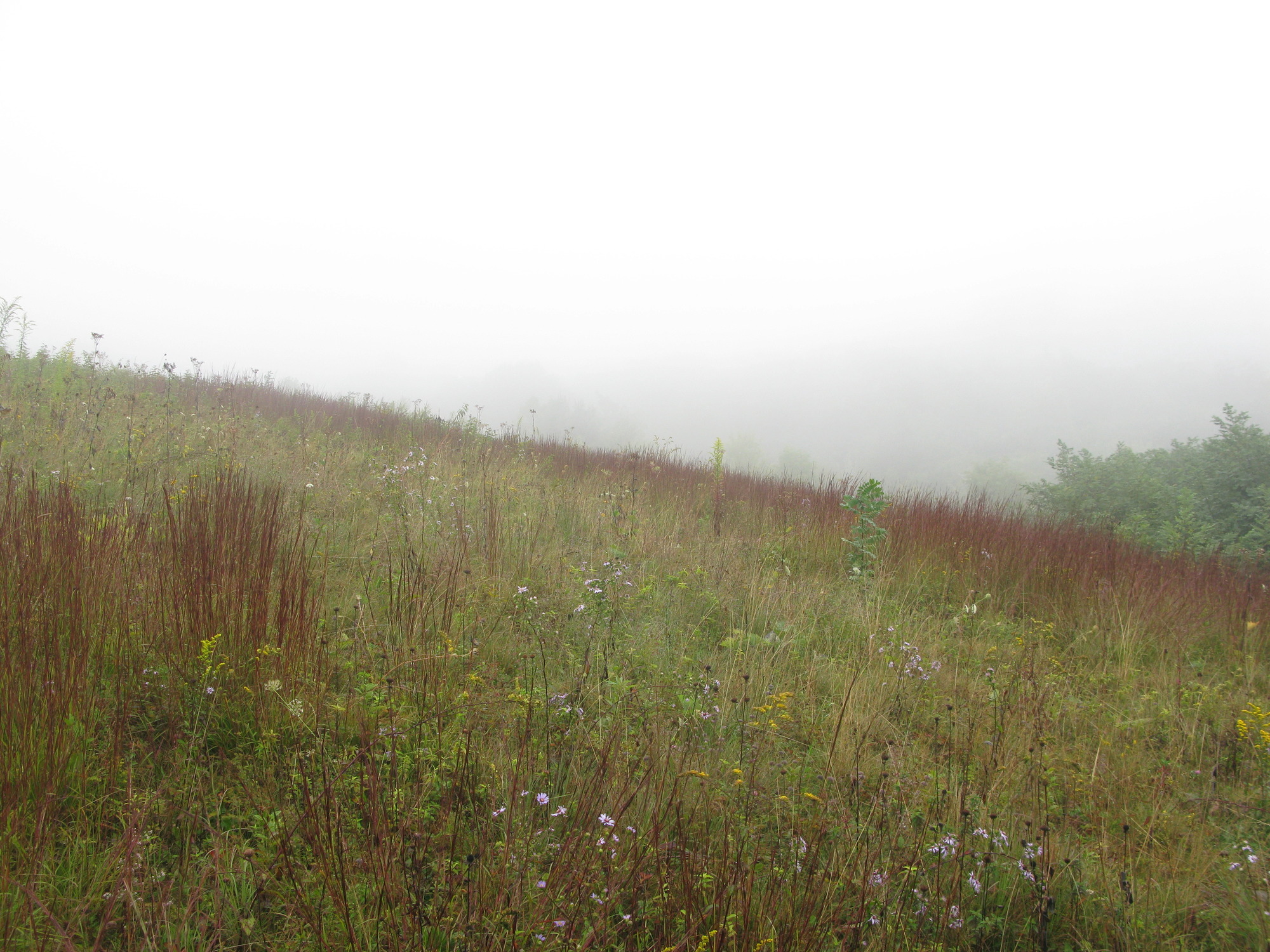 GRSM Accuracy Assessment. Plot Code: GRSM_AA_0096_6