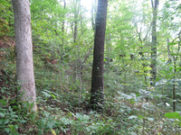 GRSM Accuracy Assessment. Plot Code: GRSM_AA_0581_6