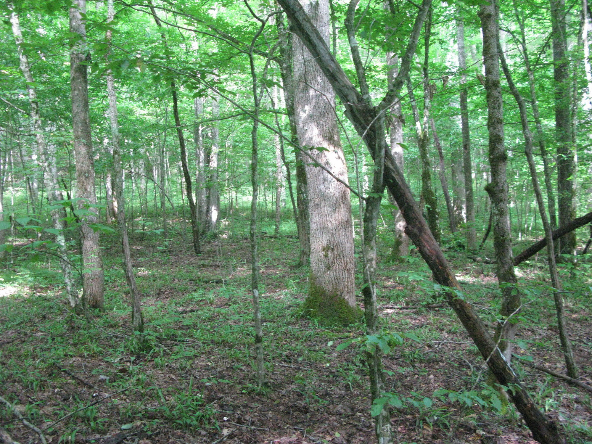 GRSM Accuracy Assessment. Plot Code: GRSM_AA_0872_3