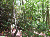 GRSM Accuracy Assessment. Plot Code: GRSM_AA_0201_3