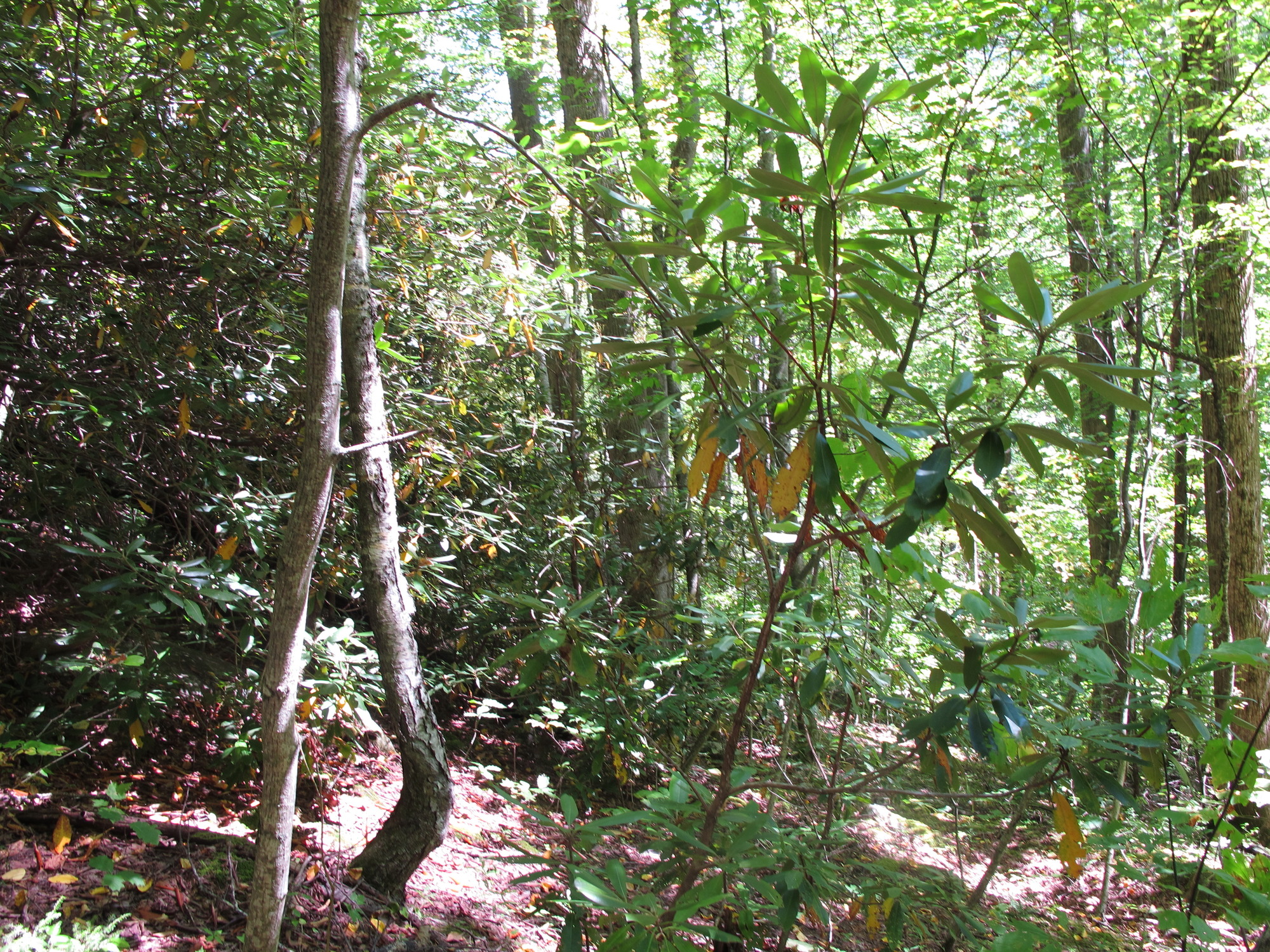 GRSM Accuracy Assessment. Plot Code: GRSM_AA_0201_3