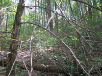 GRSM Accuracy Assessment. Plot Code: GRSM_AA_0778_3