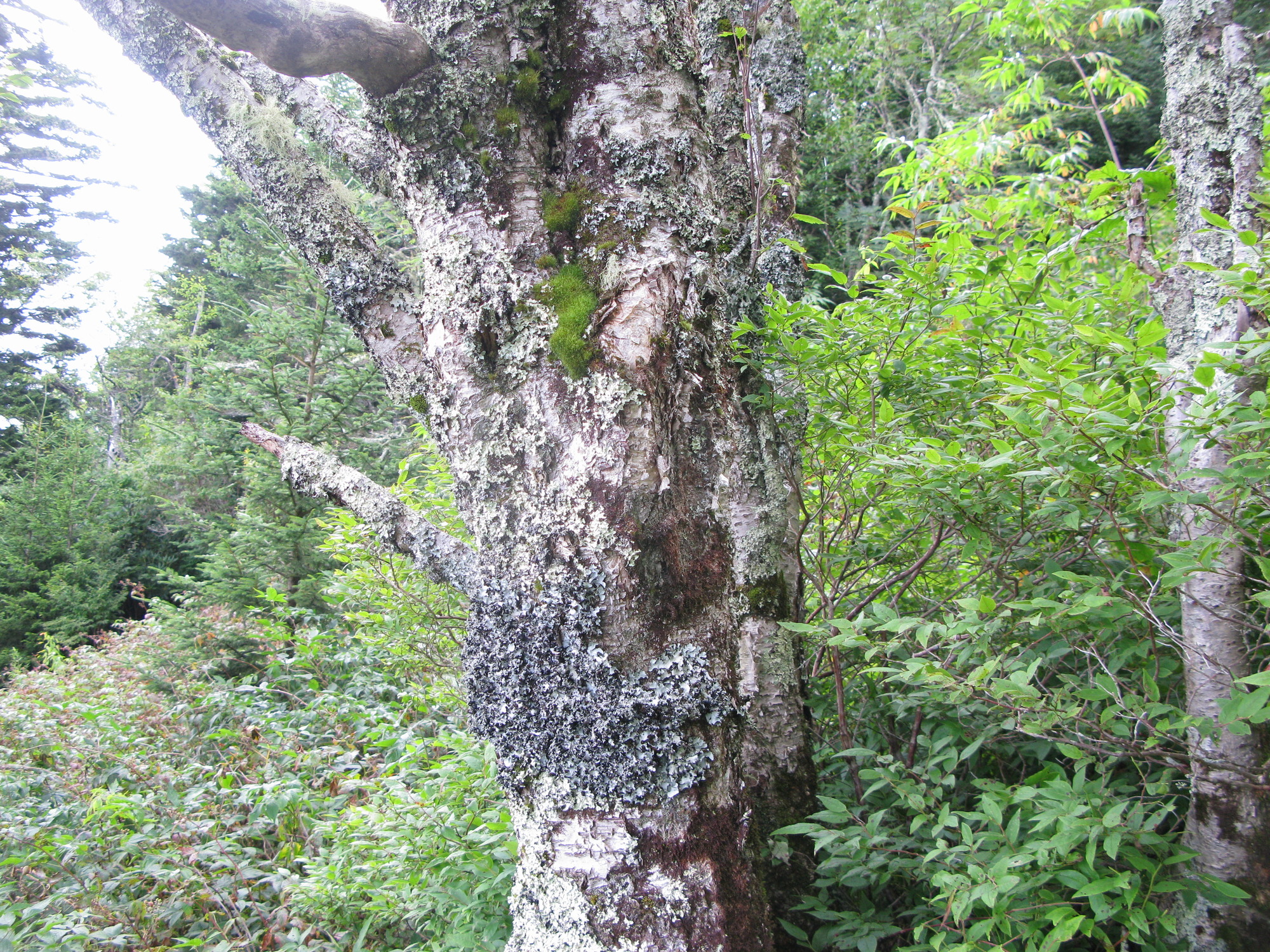 GRSM Accuracy Assessment. Plot Code: GRSM_AA_0970_5