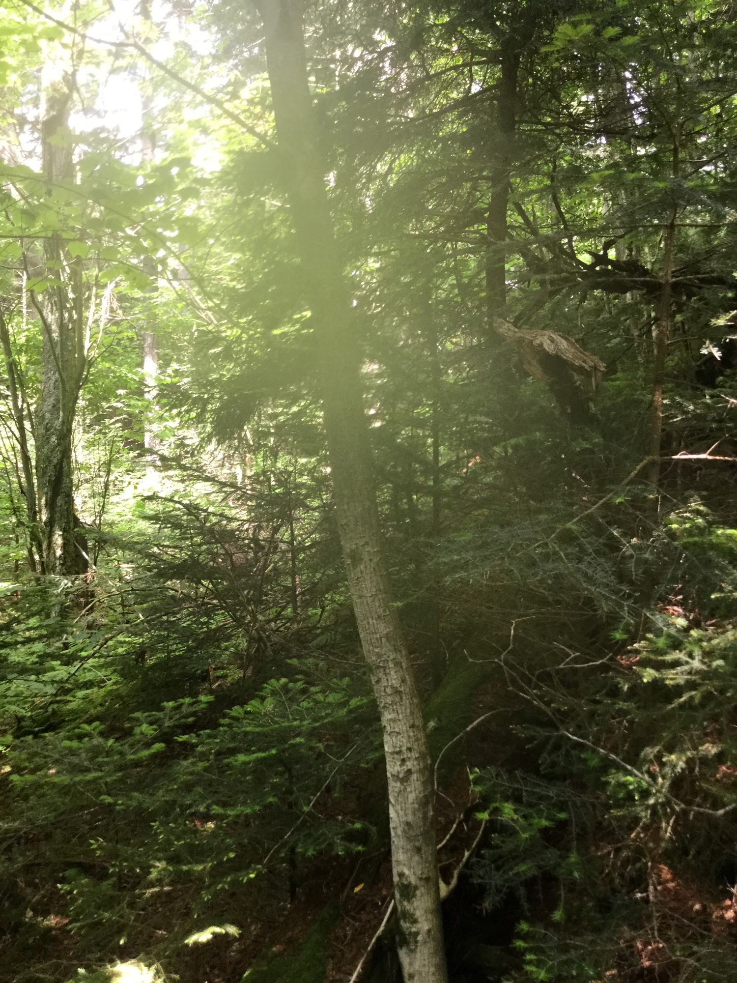 GRSM Accuracy Assessment. Plot Code: GRSM_AA_0141_5