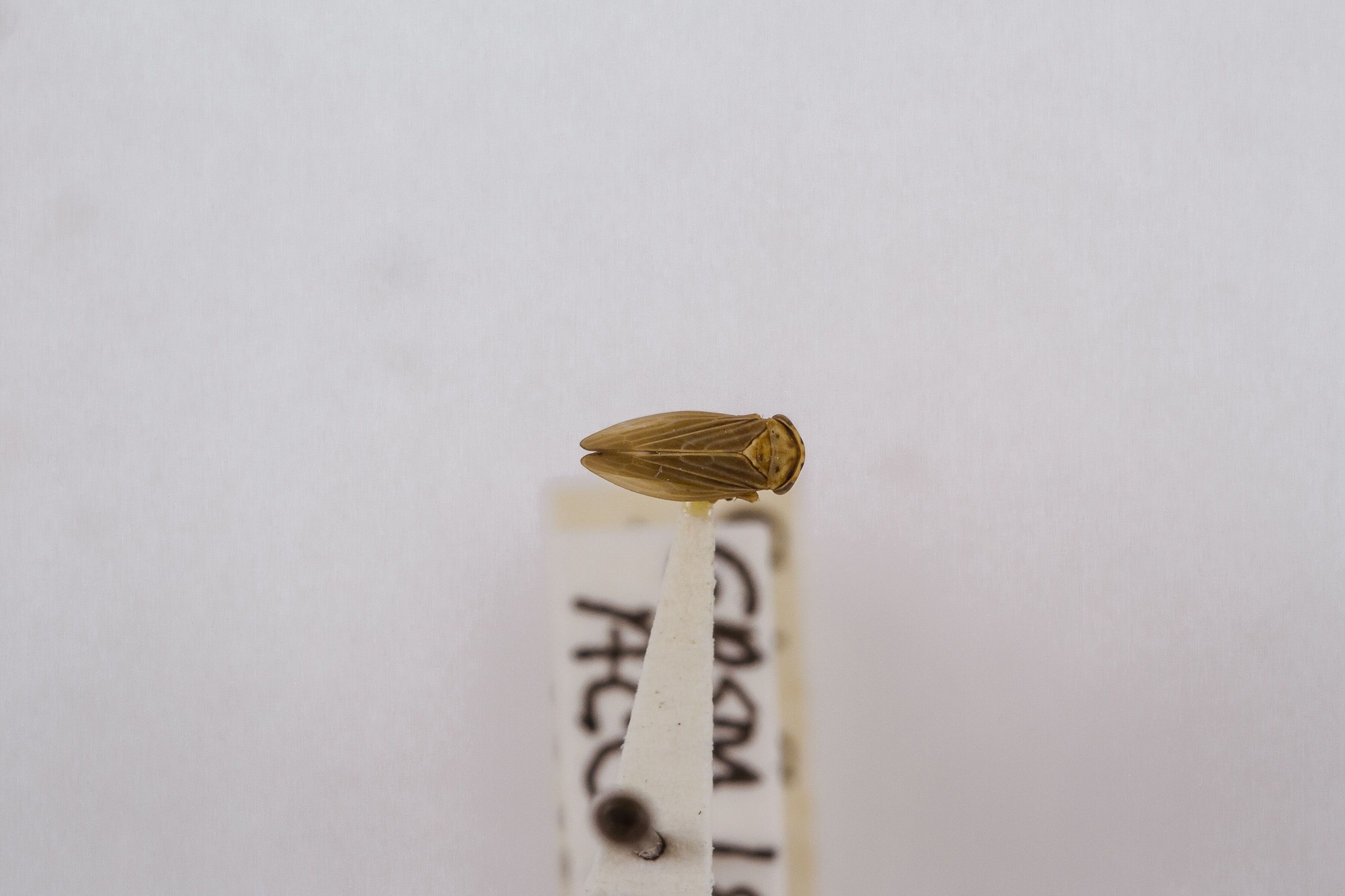 Image of Agallia quadripunctata, a species of Animalia