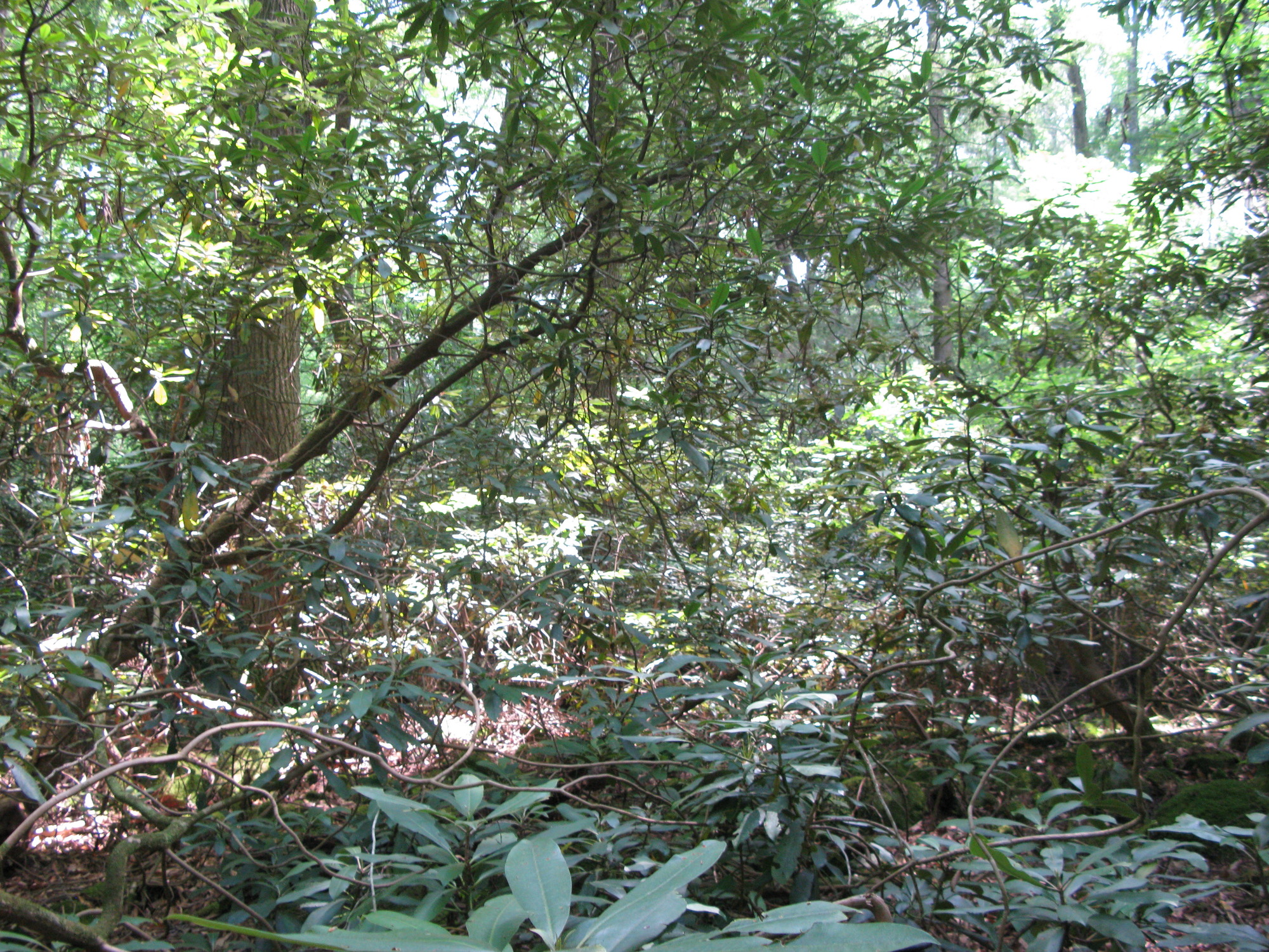 GRSM Accuracy Assessment. Plot Code: GRSM_AA_0272_4