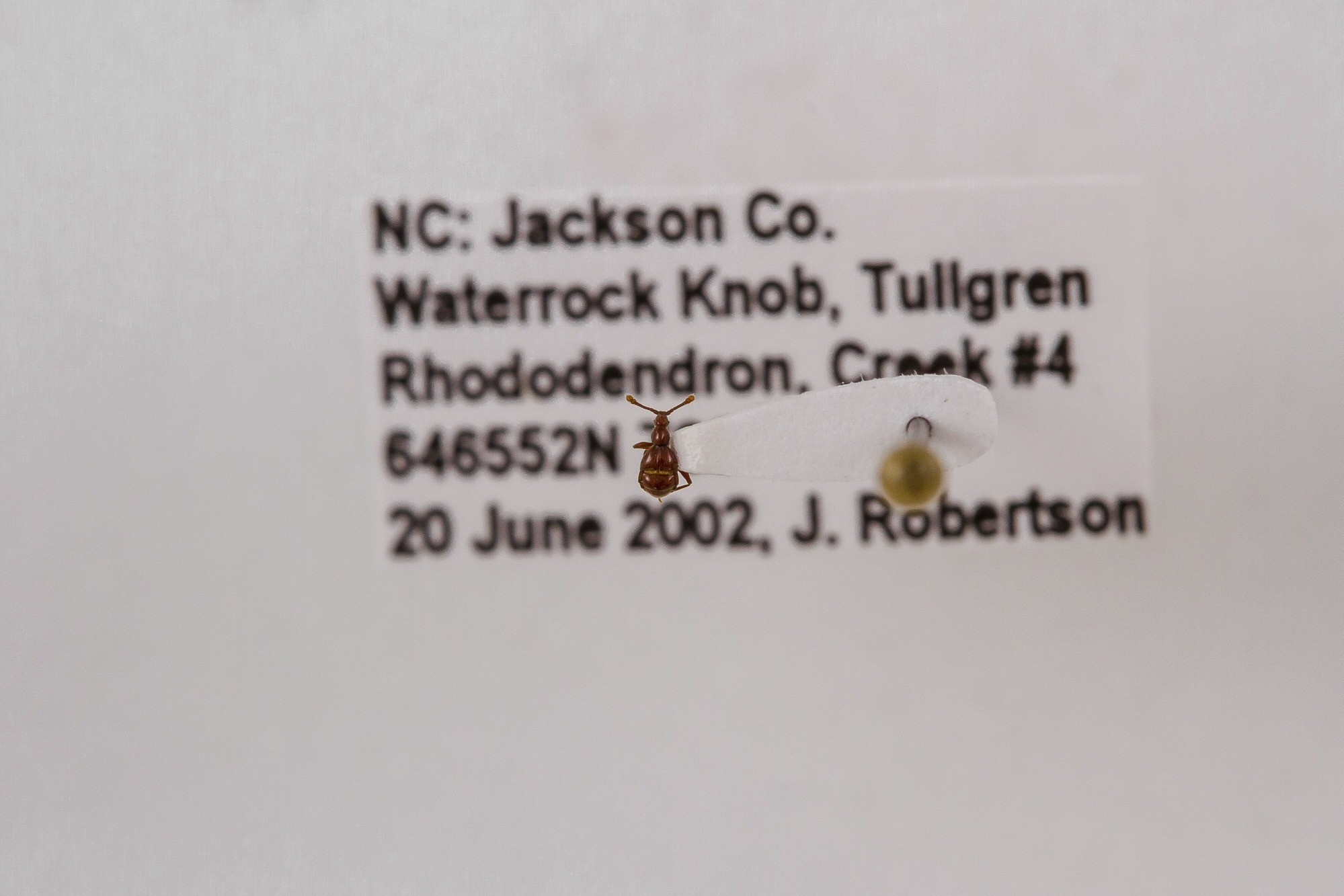 Image of Mipselytrus nicolayi, a species of Animalia