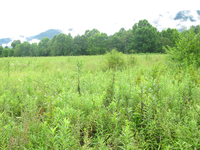 Plot Code: GRSM_AA_0465_6