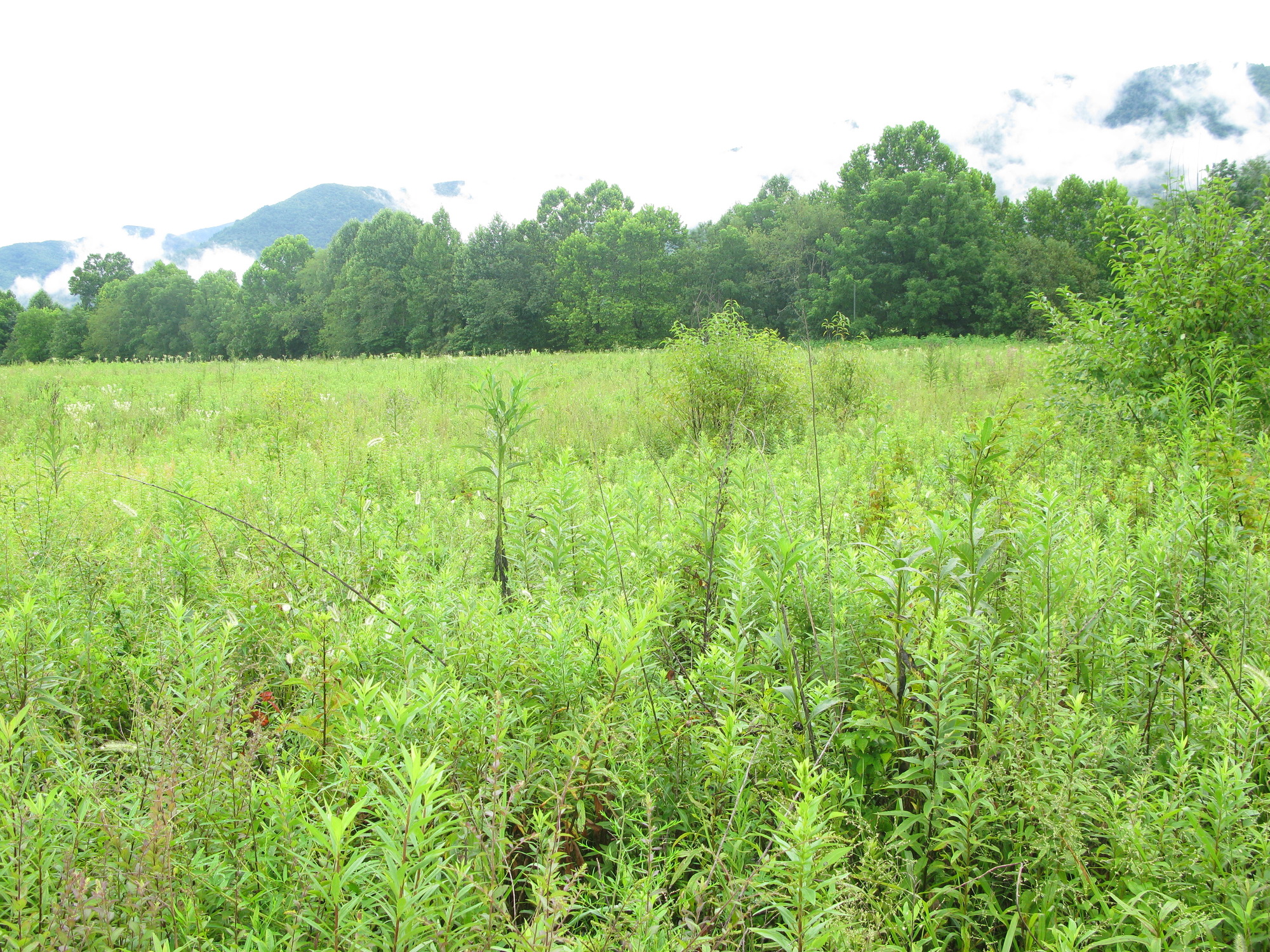 Plot Code: GRSM_AA_0465_6