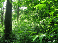 GRSM Accuracy Assessment. Plot Code: GRSM_AA_0534