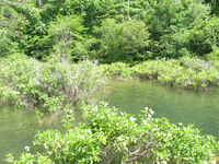 GRSM Accuracy Assessment. Plot Code: GRSM_AA_0006_6