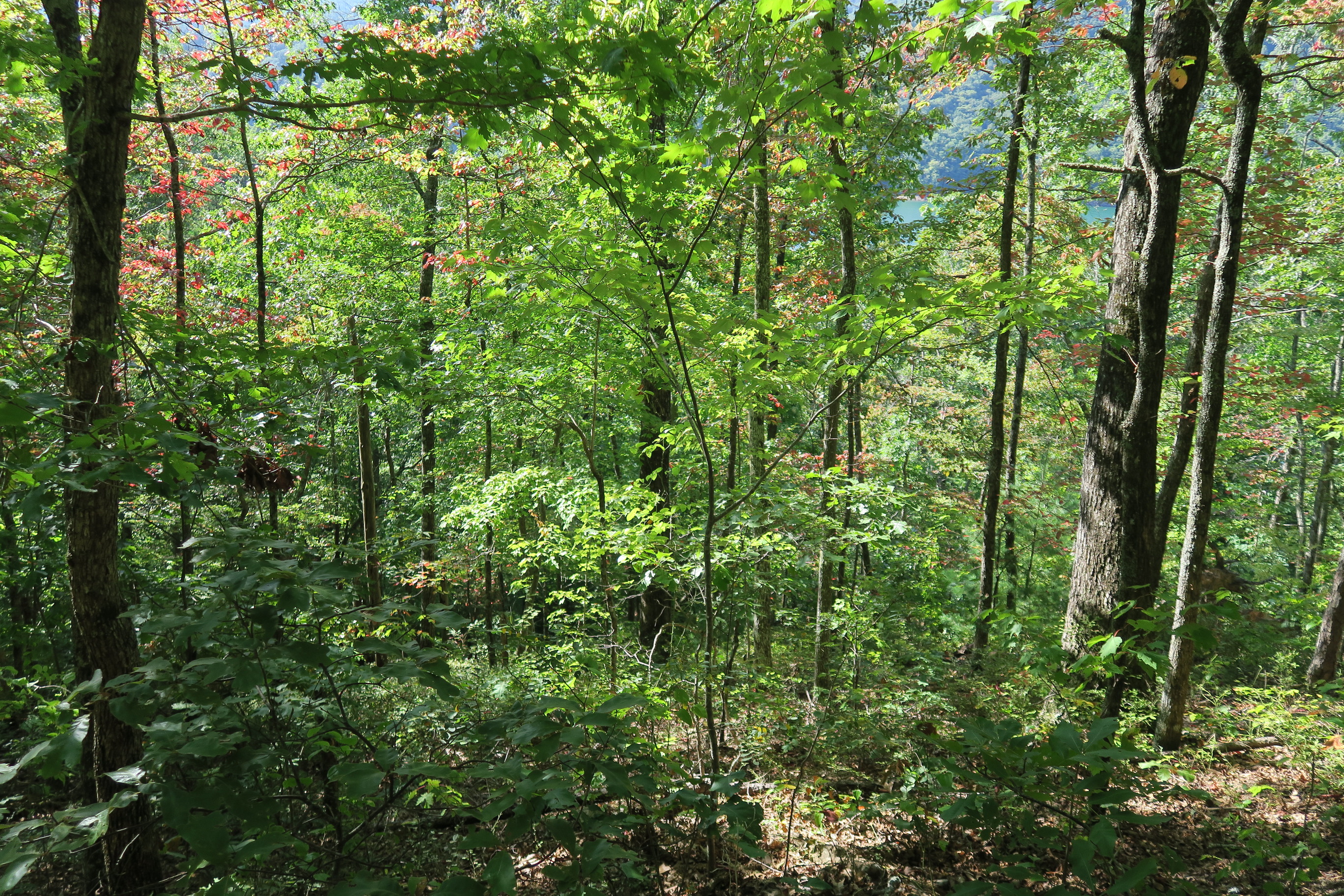 GRSM Accuracy Assessment. Plot Code: GRSM_AA_0968_4