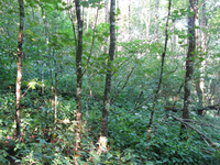 GRSM Accuracy Assessment. Plot Code: GRSM_AA_0252_5