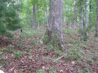 GRSM Accuracy Assessment. Plot Code: GRSM_AA_0232_2