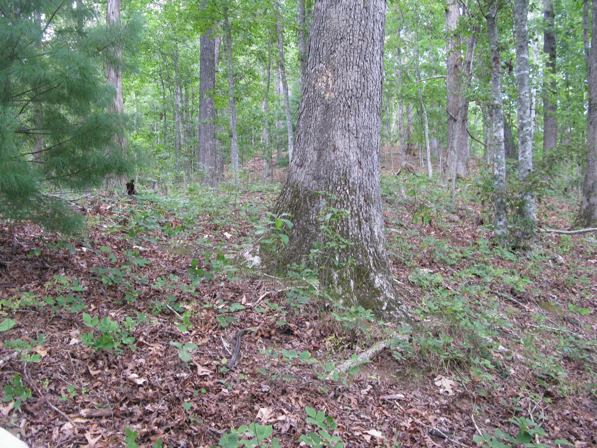 GRSM Accuracy Assessment. Plot Code: GRSM_AA_0232_2