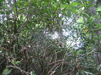 GRSM Accuracy Assessment. Plot Code: GRSM_AA_0834_5