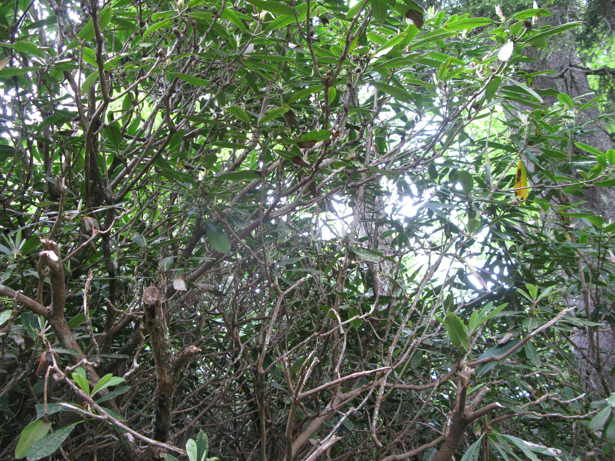 GRSM Accuracy Assessment. Plot Code: GRSM_AA_0834_5