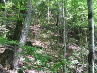 GRSM Accuracy Assessment. Plot Code: GRSM_AA_0159_4