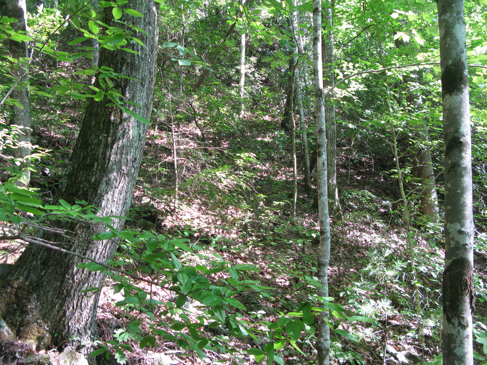 GRSM Accuracy Assessment. Plot Code: GRSM_AA_0159_4