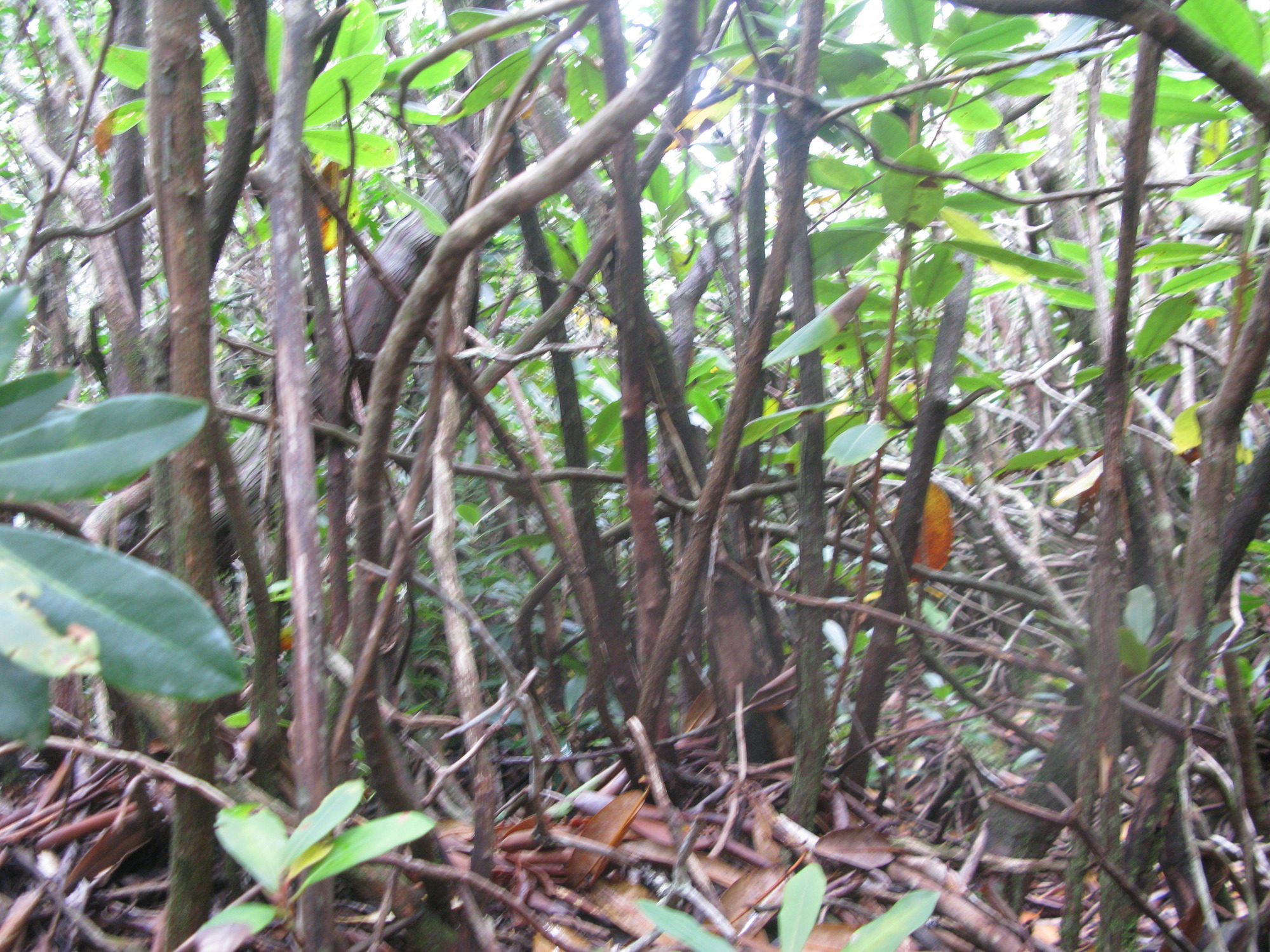 GRSM Accuracy Assessment. Plot Code: GRSM_AA_0443_5