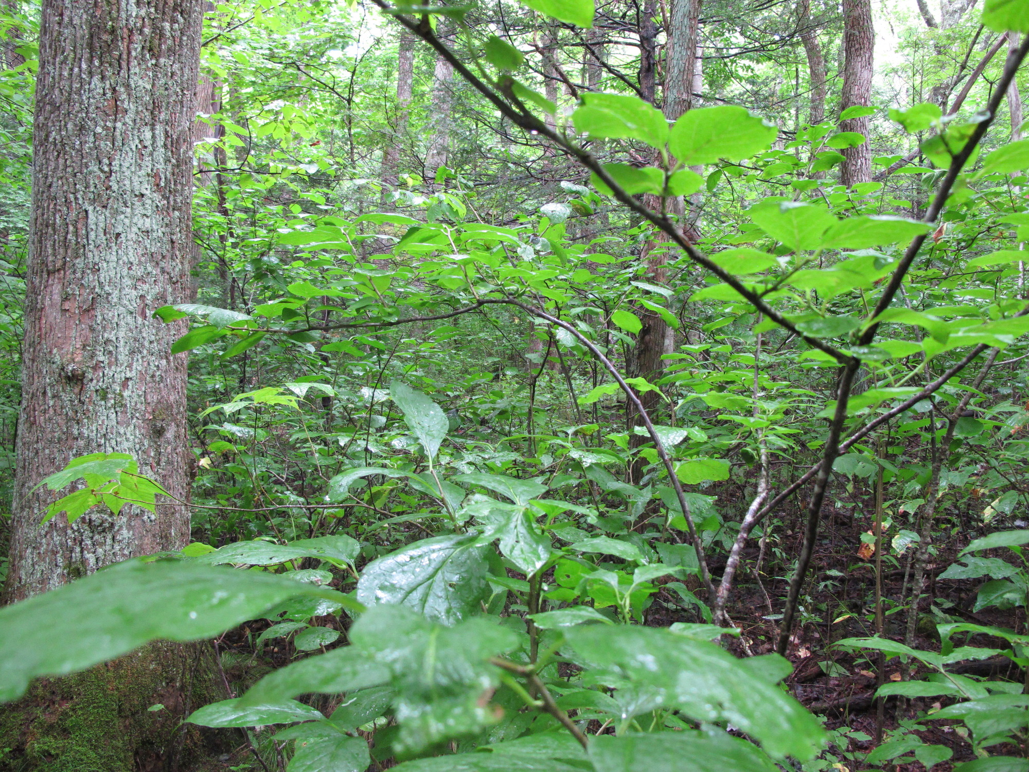 GRSM Accuracy Assessment. Plot Code: GRSM_AA_0612_4