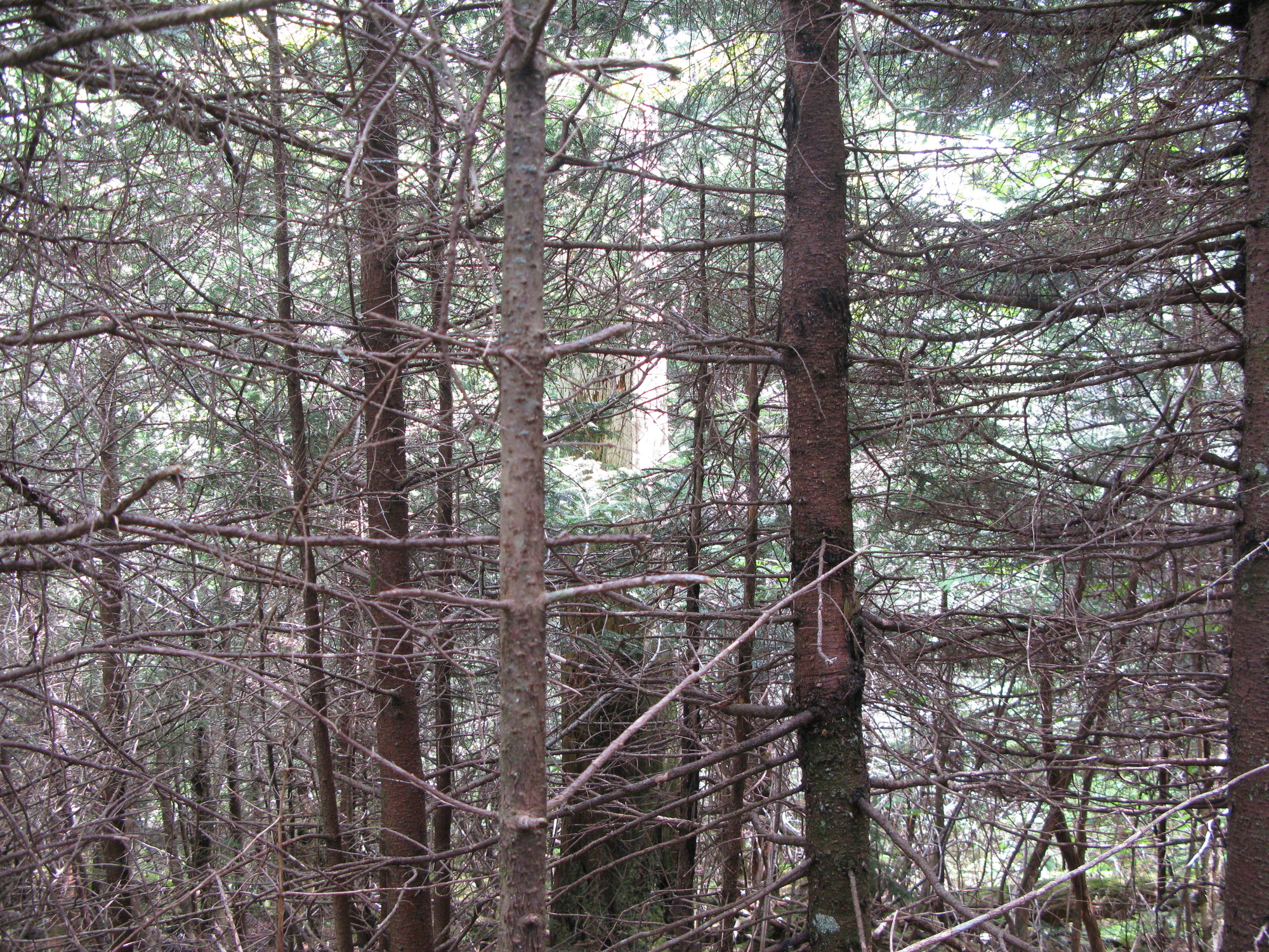 GRSM Accuracy Assessment. Plot Code: GRSM_AA_0176_4