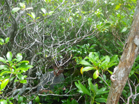 Plot Code: GRSM_AA_0611_2