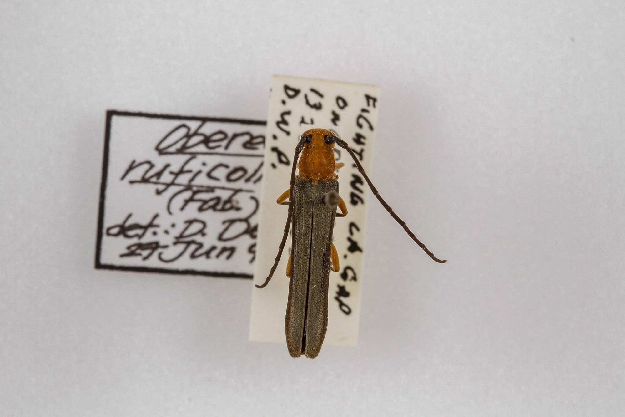 Image of Oberea ruficollis, a species of Insect