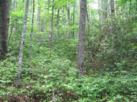 GRSM Accuracy Assessment. Plot Code: GRSM_AA_0442