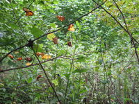 GRSM Accuracy Assessment. Plot Code: GRSM_AA_0710_3