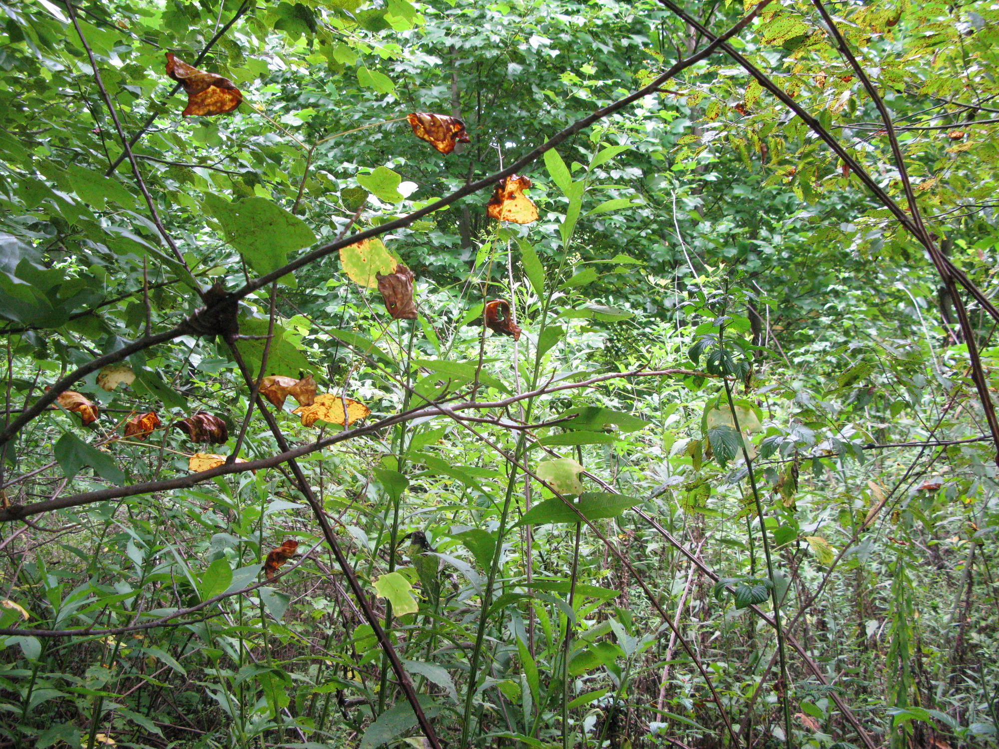 GRSM Accuracy Assessment. Plot Code: GRSM_AA_0710_3