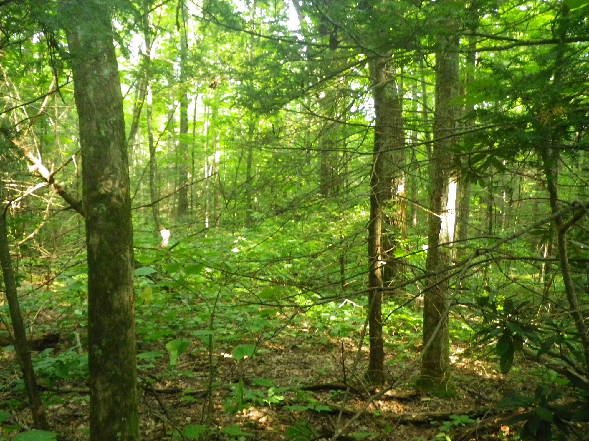 GRSM Accuracy Assessment. Plot Code: GRSM_AA_0421_6