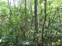 GRSM Accuracy Assessment. Plot Code: GRSM_AA_0824_3