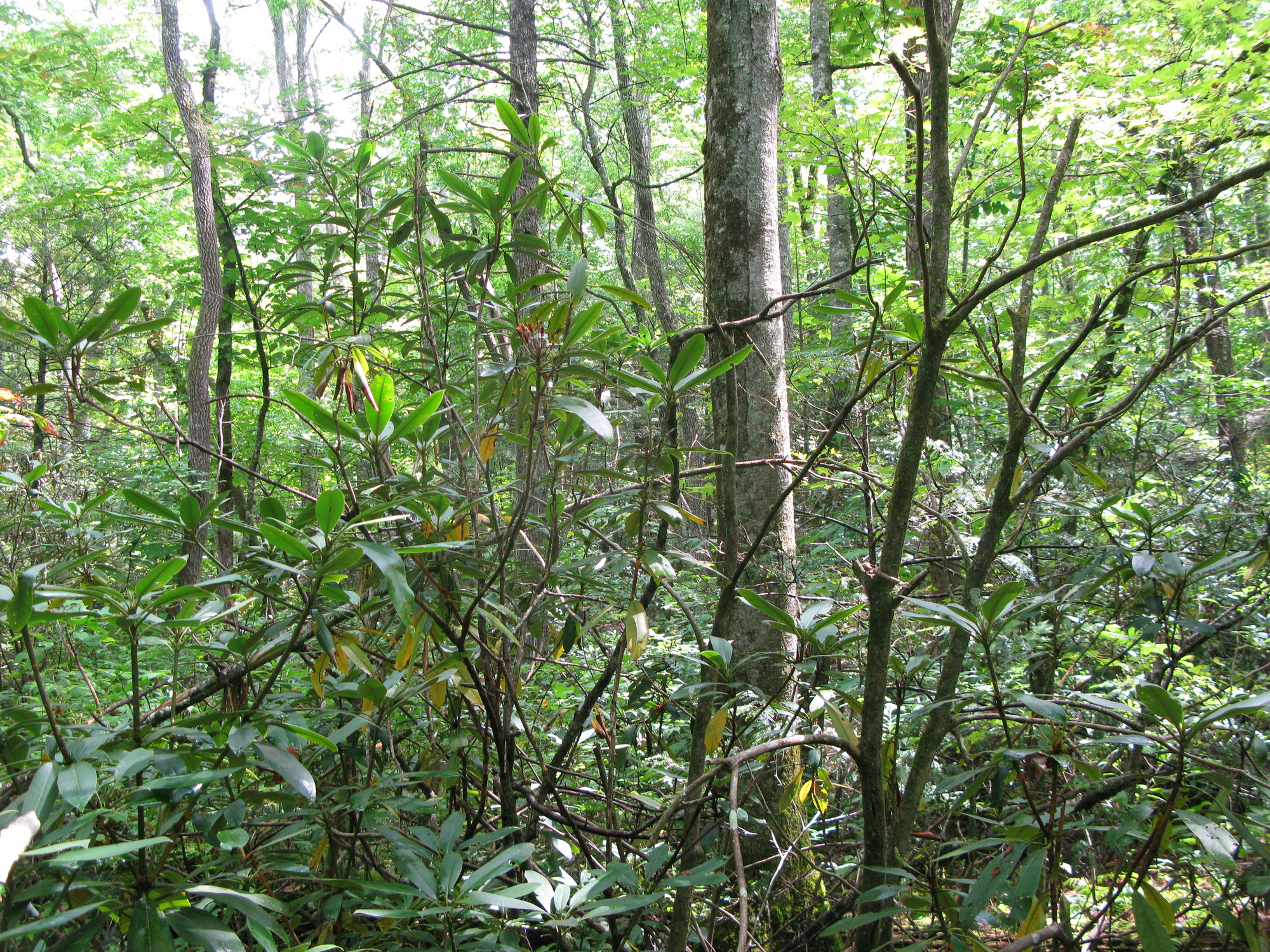 GRSM Accuracy Assessment. Plot Code: GRSM_AA_0824_3